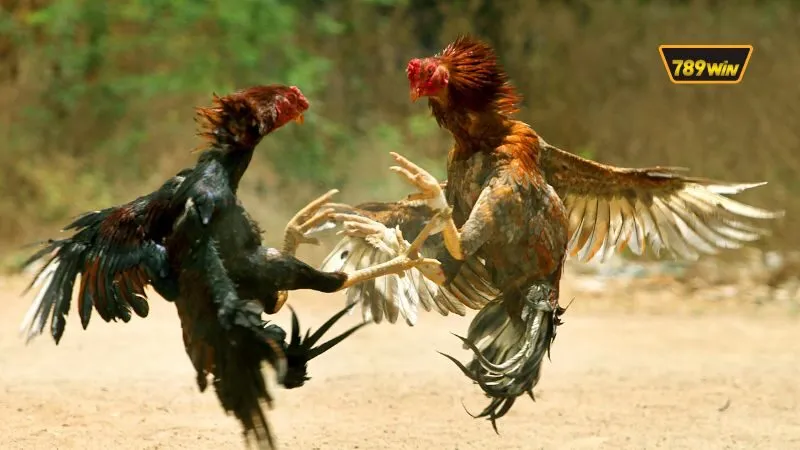 Đá gà đầy kịch tính